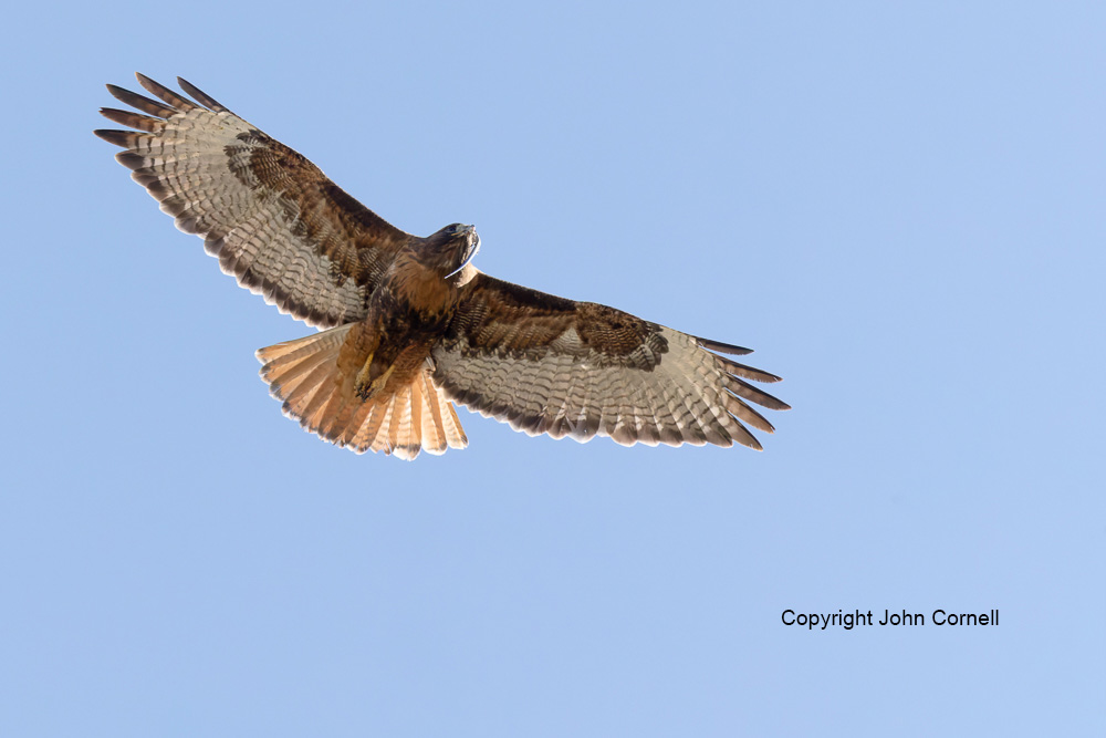 Buteo jamaicensis;Flying Bird;Hawk;Photography;Red-tailed Hawk;action;active;aloft;behavior;birds;color image;flight;fly;flying;in flight;motion;movement;one animal;soar;soaring;wing;winged;wings